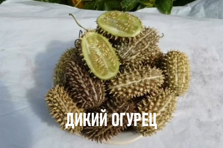 Дикий огурец с надписью дикий огурец Дикий огурец с надписью дикий огурец