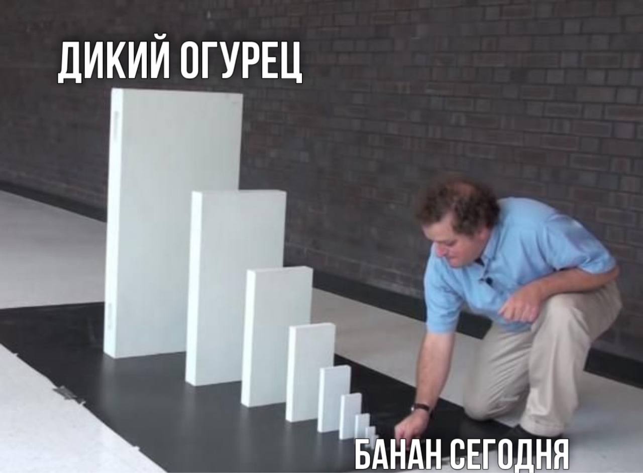 Дикий огурец умные обои скачать Дикий огурец умные обои скачать