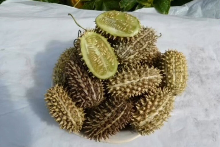 Дикий огурец на столе Дикий огурец