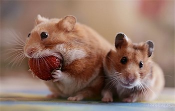 хомяки с клубникой