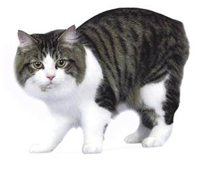 кот2