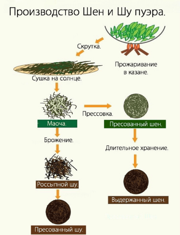 Процесс производства шу и шэн пуэров
