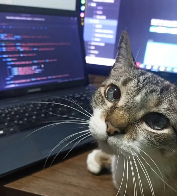 Учебник по изучению Python для начинающих
